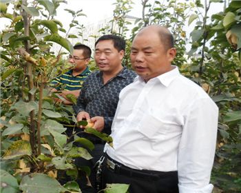 客戶視察基地[河南梨樹(shù)苗]